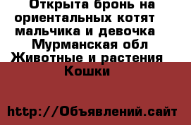 Открыта бронь на ориентальных котят. 2 мальчика и девочка. - Мурманская обл. Животные и растения » Кошки   